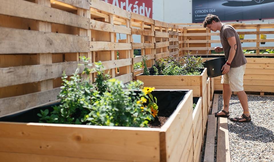 Pěstuji, pěstuješ, pěstujeme