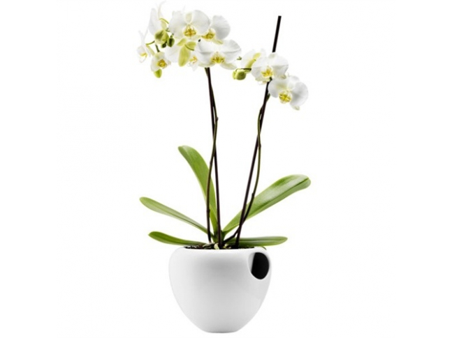Orchid Pot Orchid Pot