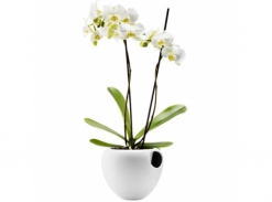 Orchid Pot
