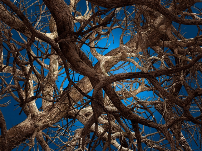 Liquid Maple Liquid Maple