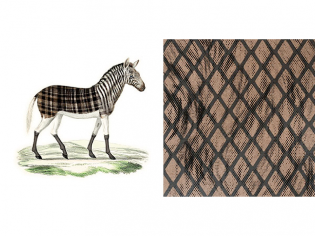 Extinct Animals - Aristo Quagga