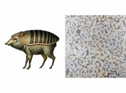 Extinct Animals - Armoured Boar