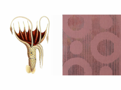 Extinct Animals - Umbrella Squid