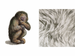 Extinct Animals - Blushing Sloth