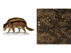 Extinct Animals - Bearded Leopard